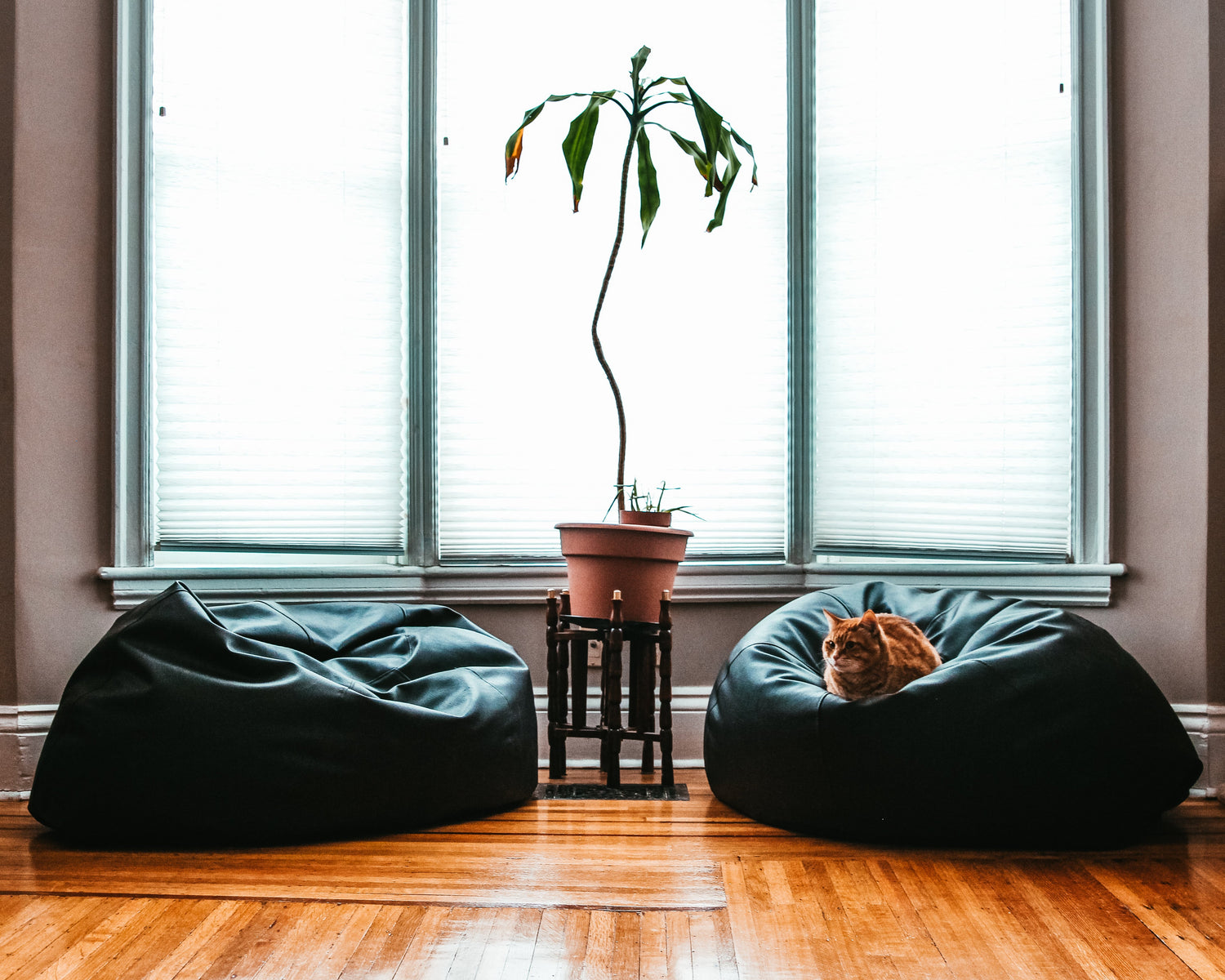 Home & Living